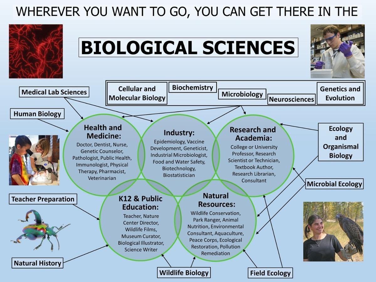 Career Choices For Biology Students - Thecareerquest